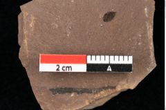 Foto (Detailansicht) von Smilax coriacea Ettingshausen (NHMW-GEO-2024-0188-0402)